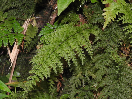 Callistopteris apiifolia (Callistopteris apiifolia)