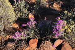 Ruschia centrocapsula