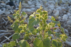 Xanthium strumarium strumarium