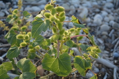 Xanthium strumarium strumarium