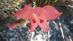 Gladiolus oreocharis