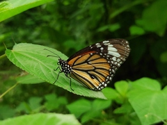 Danaus genutia