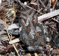 Vandijkophrynus angusticeps