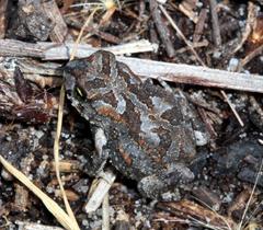 Vandijkophrynus angusticeps
