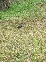Sturnus vulgaris