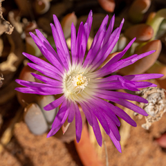 Disphyma crassifolium