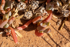 Disphyma crassifolium