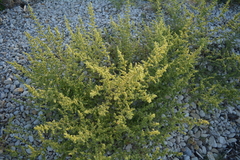 Salsola kali