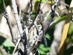 Zygonyx natalensis