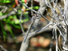 Zygonyx natalensis
