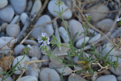 Cakile maritima