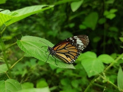 Danaus genutia