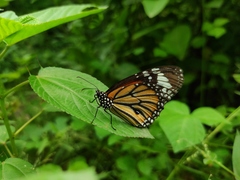 Danaus genutia