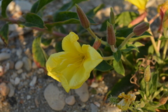 Oenothera