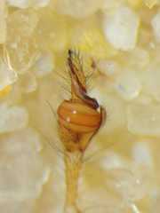 Tetragnatha mandibulata