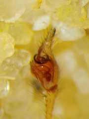 Tetragnatha mandibulata