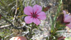 Adenandra dahlgrenii