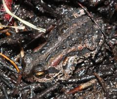 Capensibufo rosei