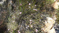 Adenandra dahlgrenii