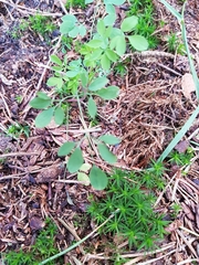 Ceratocapnos claviculata