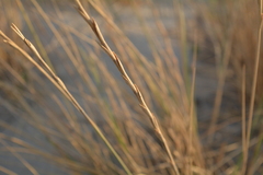 Elymus farctus