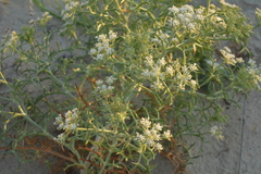 Echinophora spinosa