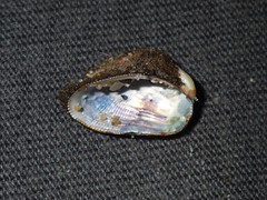 Gregariella splendida