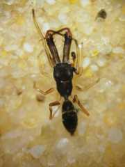 Myrmarachne glavisi