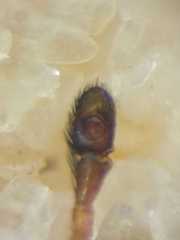 Myrmarachne glavisi