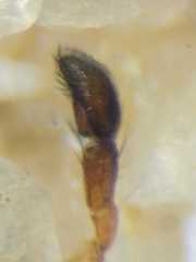 Myrmarachne glavisi