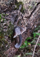 Mycena nargan