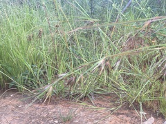 Themeda