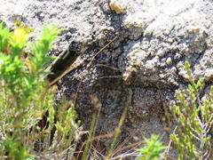 Pinheyschna subpupillata