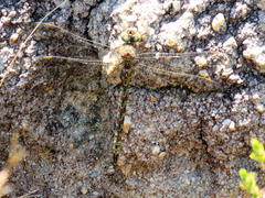 Pinheyschna subpupillata