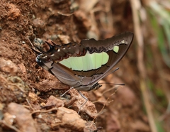 Polyura agraria