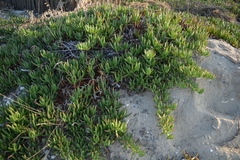 Carpobrotus acinaciformis