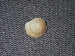 Bellastraea squamifera