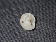 Bellastraea squamifera
