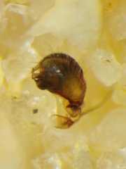 Neoscona theisi