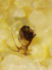 Neoscona theisi