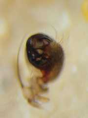 Neoscona theisi