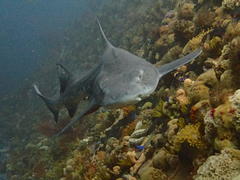 Triakis megalopterus