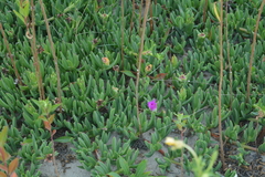 Carpobrotus acinaciformis