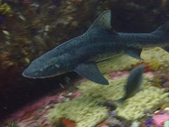 Triakis megalopterus