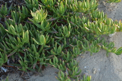 Carpobrotus acinaciformis