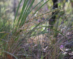 Lomandra multiflora multiflora