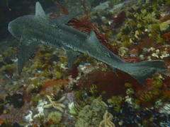 Triakis megalopterus