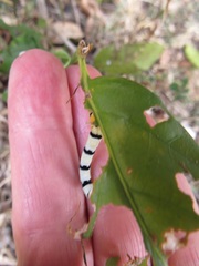 Mitriostigma axillare