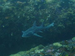 Triakis megalopterus