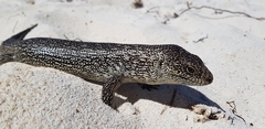 King's Skink photo 4